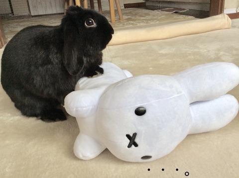 88C6419D-A1FF-455A-BB36-D605D48678D7