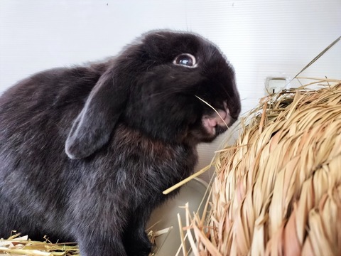 DE0A3B79-11E7-4BFC-BF51-57B64F41273E