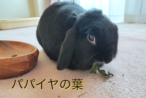 E8C08D29-3491-438C-BFEA-E4CE6932CA93