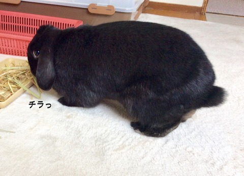 2730A13B-30D3-473E-BD08-6BE8D2D966F7