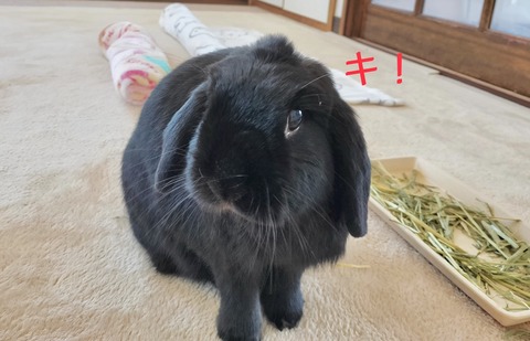 5219E913-DBD1-4778-839F-7A8814780634