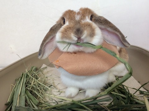 28387330-3AFD-4865-BFAE-3450B2D6115C