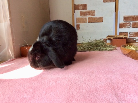 C64D3F64-9415-452E-881C-42DA77FF5633