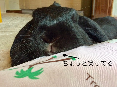 A1BF532D-79D6-495B-A52F-FE9B6EA0562D