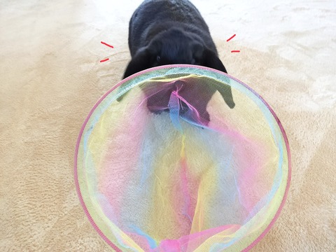 95BD5AFA-11AD-404E-9B78-89C01AF7B61B