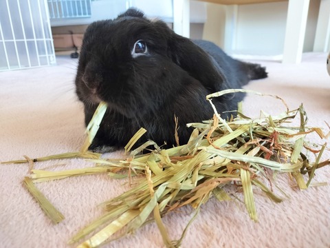 EB1D5A1C-88EE-4894-99A0-2A07C5B267B7