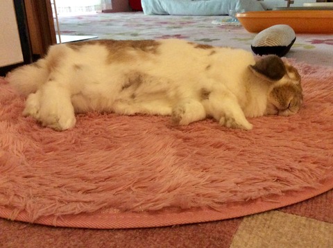 C9FFE787-DBAC-4FBF-8F37-D639281C64BC