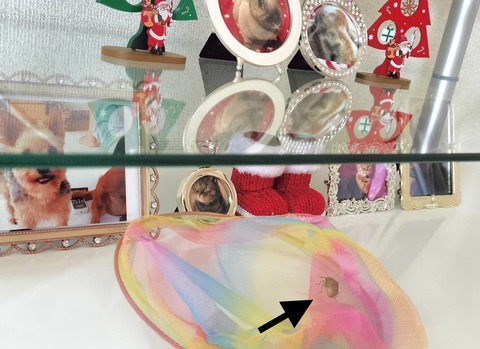 FC439718-DF8A-47A1-99AC-8BD95998671B