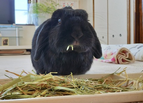 C2AD1493-E83C-44C1-AC86-D302B8DC6735