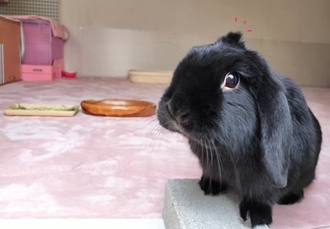 A5E80F58-A737-4BDC-86B2-44AE32E0E13A