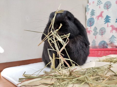 FC94C2F7-2422-4B50-973E-682D3328625E