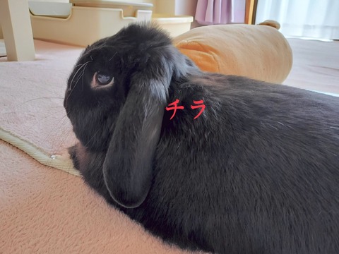 2B482F94-085F-495B-87B0-C25FB712287D