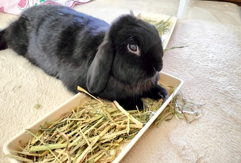 A22300A4-710B-4B47-B01E-A5A959CA95AD