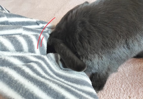 1D4BBBEE-EF13-4BA7-ABCE-031BA17EBACE