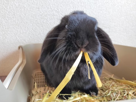 5338DFB3-CEF3-4574-A723-7D9120710CDC