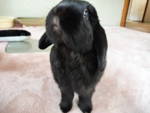 9038FFA2-9198-4BD4-AFE8-DFF2580A6348