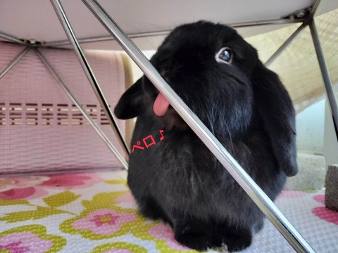 946261E5-7744-4AA4-98B5-2894F366626C