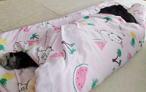 4413D62D-67D8-416E-99FB-9897CCB2A0DC