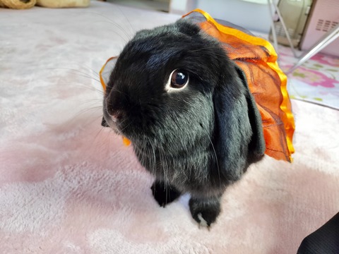 26E2166C-7DFD-42C5-BFD9-FE7A93C1C4E4