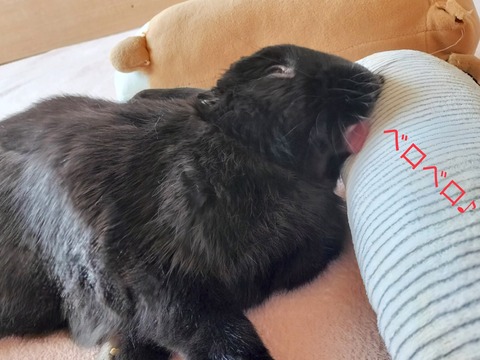 B76960FB-6680-428D-9970-F4392B5DEBAF