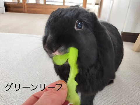 606A428E-D63D-447B-BE29-0641BC74BECD