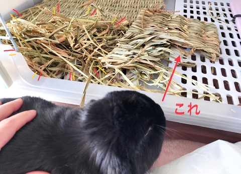 00B9E64C-3210-4CAA-AEC3-7738A99A8DCE