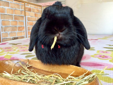 E00D1517-B949-4DE1-8C39-36E4FAD863A8