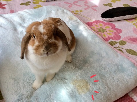 BF22A6DE-B51E-48AB-B5CE-213D6B8146A5