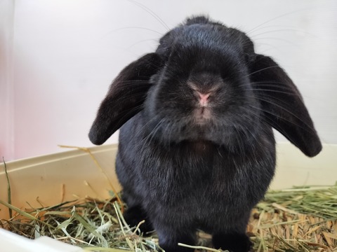 BDD5AC0C-E82D-479D-AB6B-6BEA8B429165