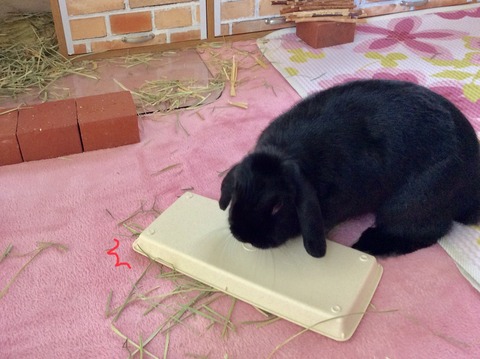 AF928883-A131-419B-BCF5-C364B53B42E8