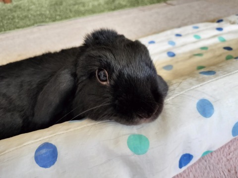 A3F9D35B-B8E0-4AE6-9D64-0F8579F073FC