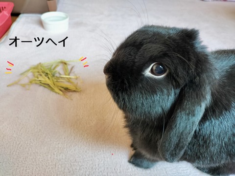 64AE619B-B635-4383-9306-961B072B469E