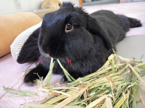 C4057870-291B-46ED-8F3B-ABD844F0A142