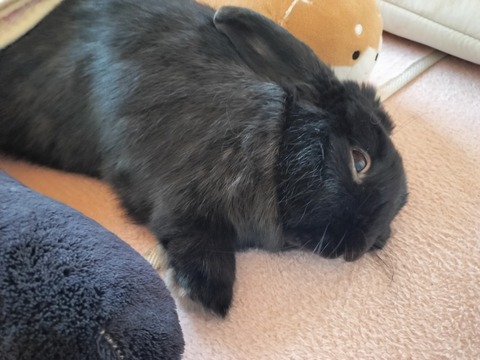 AB51E181-CC51-4B5F-9A23-069D2019101C