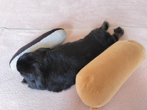 1D0CAB3D-1244-4205-BE08-075C5544A0D3