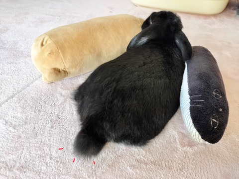 901D29DC-85D2-4231-B349-4E51EA46E4C7