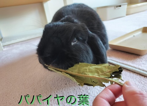 ECB5A033-DF45-49F0-9638-40B48D18741F