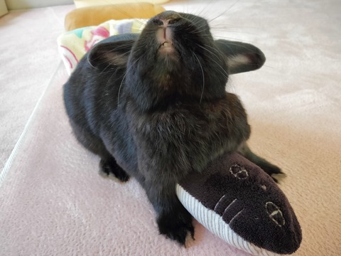 0C871372-83CF-460F-B3A8-DAB7FB176DFA