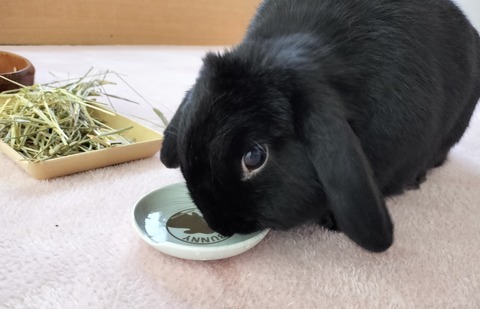 ED791E6E-C8D4-437A-94E4-897CD1DAEC0A