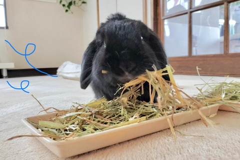 381D5851-56A0-43E6-9D4F-326BCEEDA2FA