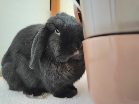 D1A4DE45-459C-4B6A-B4CE-6C9D983E9625