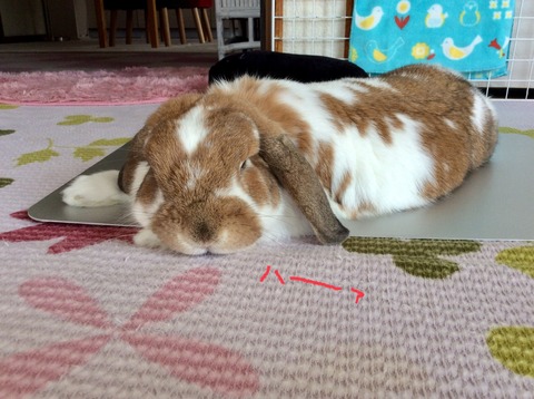 EC0490BF-C161-4423-B807-F9862DA8046D