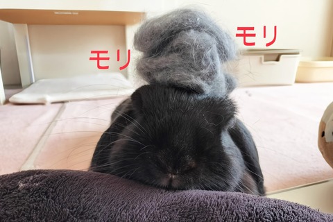 454ED9AC-85A4-46D2-9436-1D7696FCB70C