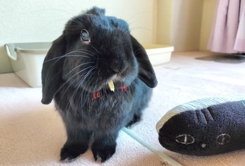 41EB41D2-D3F9-4EE2-B480-3F11D3758F02