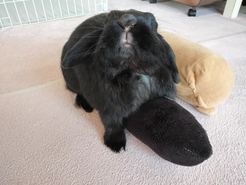 4BD42C1E-5BFC-4582-A276-851F51ABC6DA