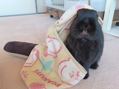 FF6C4C97-3B56-49CD-BCA3-F2F8D3C0C5E5