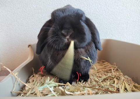 1745649E-B2A1-4B63-8070-C29E6801F0F8