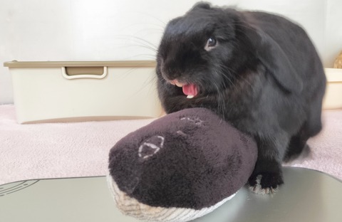 24952319-6D5C-461C-A3A3-67888DA4A181