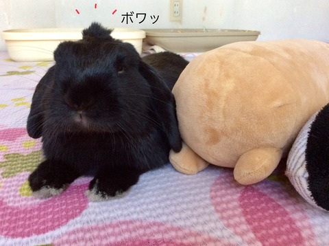 491006D5-F869-4DD8-A585-0A7673DB3AC2