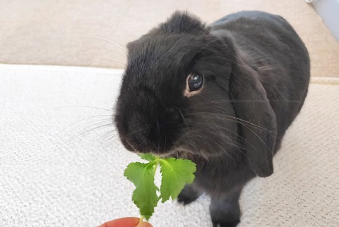 0E684525-1D51-47F0-BF8B-BEE9F5A87D62